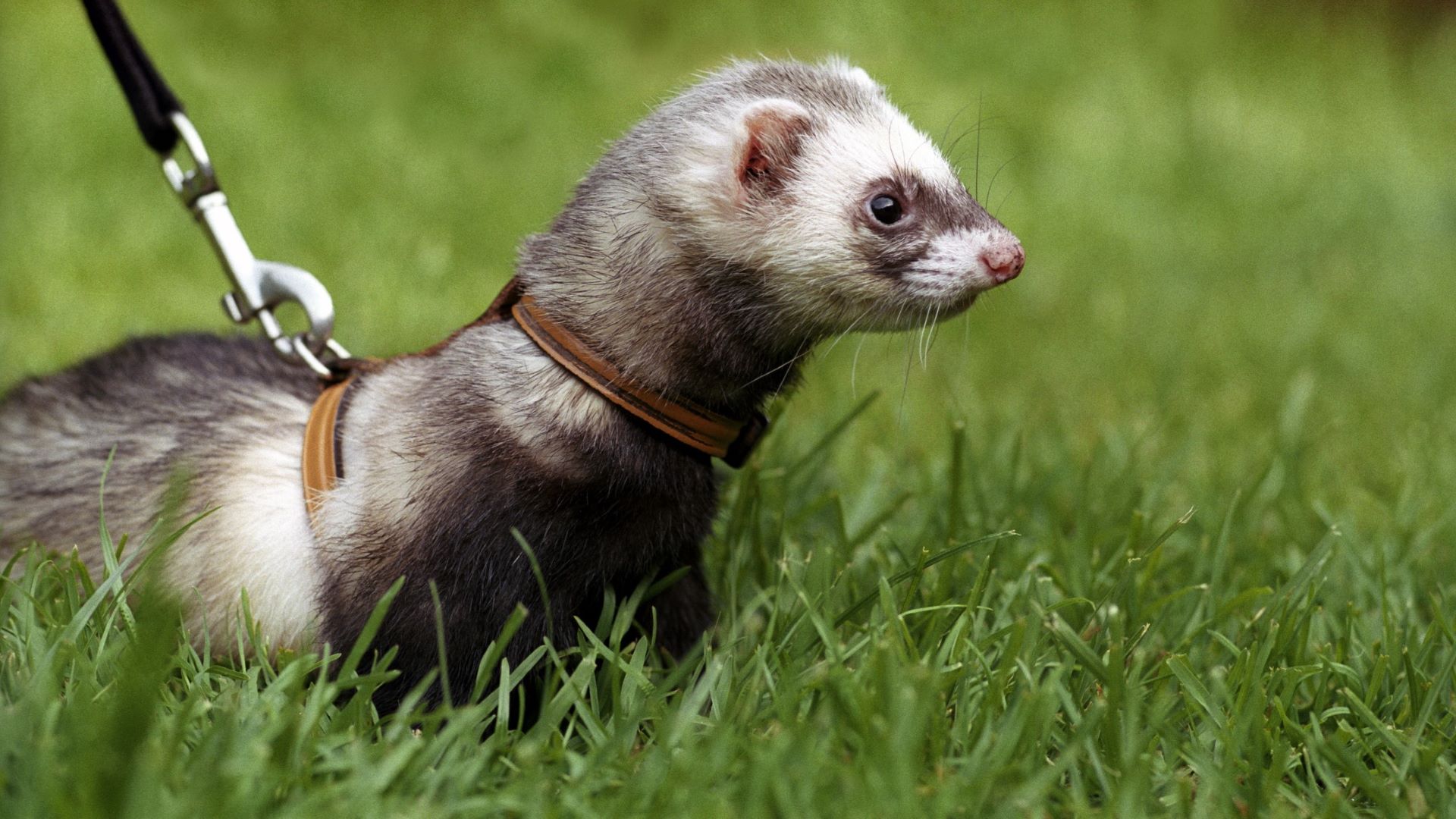 Happy Pet Home